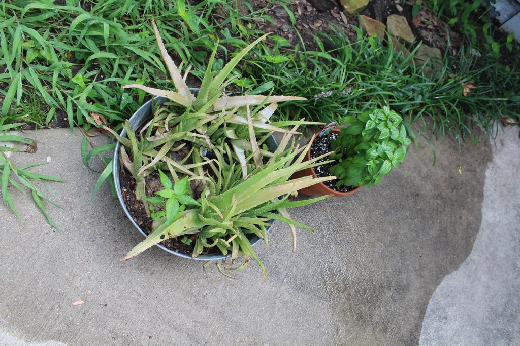 plants
