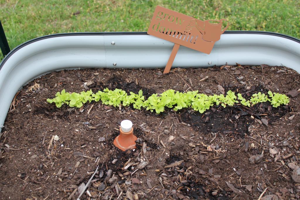 lettuce