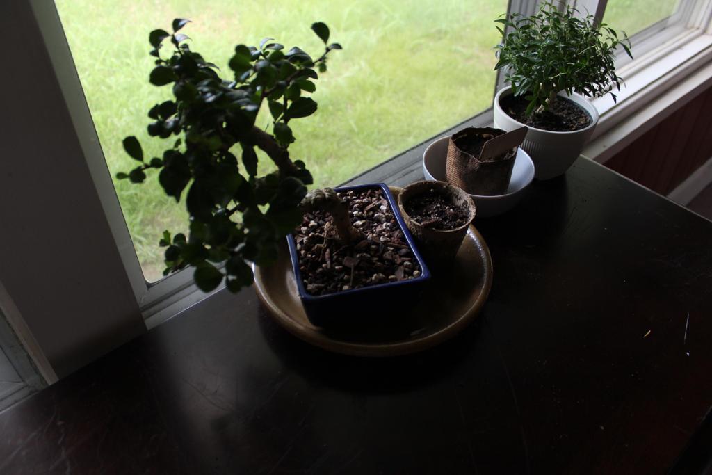 bonsai