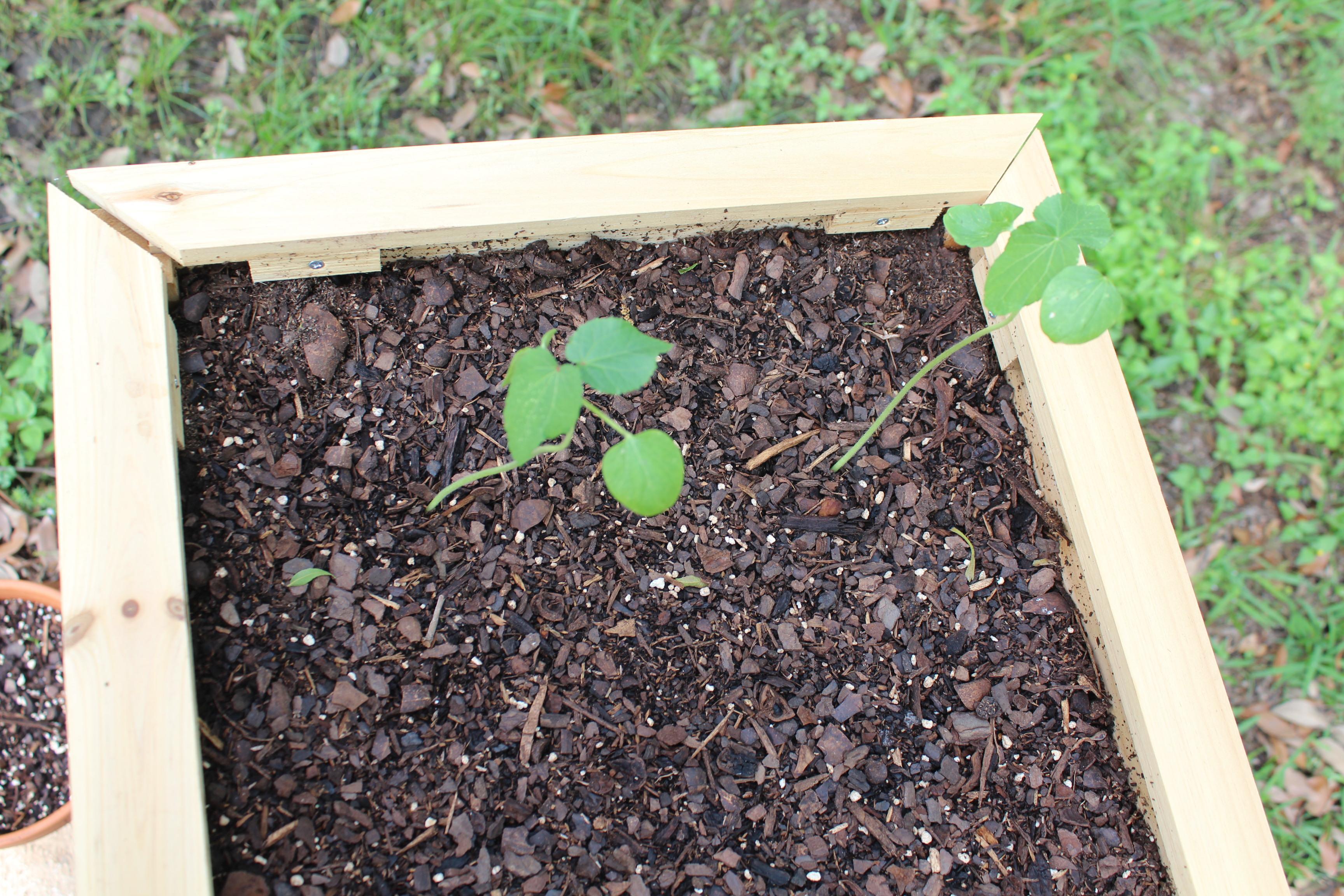 okraSprouts